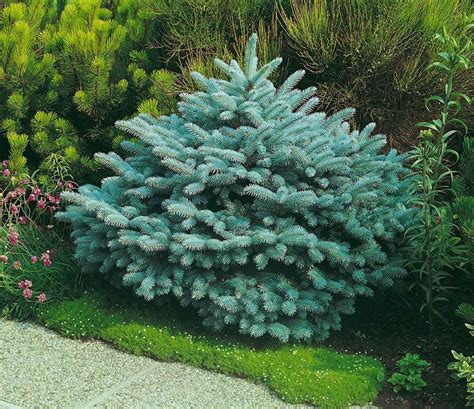 Detailný záber na ihličie odrody Picea pungens ‘Glauca Globosa’