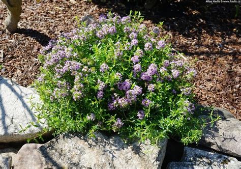 Detail listov a kvetov saturejky záhradnej.