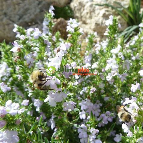 Saturejka pestovaná v kvetináči na parapete.