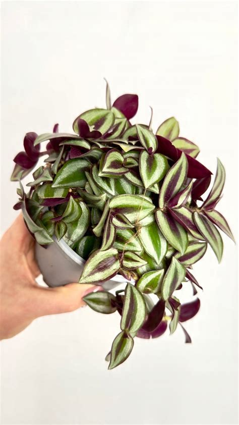 Detailný záber na typické striebristo-fialové pruhované listy Tradescantia zebrina