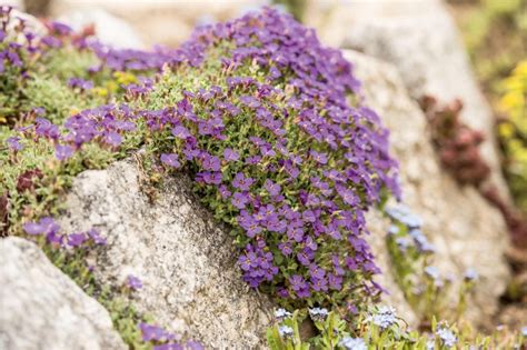 Lobularia maritima s fialovými kvetmi na slnečnom záhone