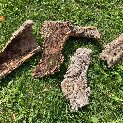 ilustrácia rôznych kožných problémov, kde je dubová kôra účinná