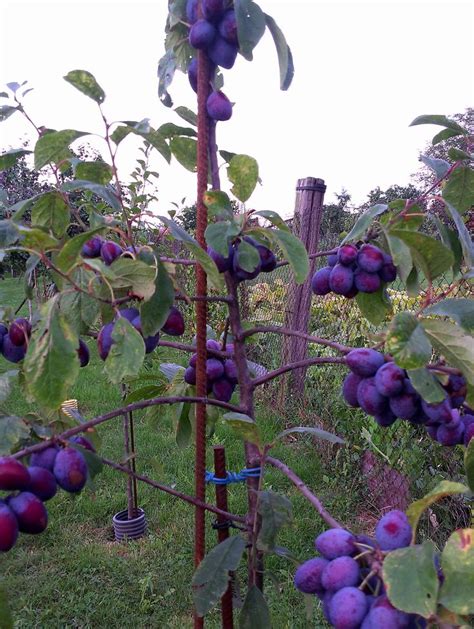 mladý stromček slivky čerešňoplodej v kontajneri