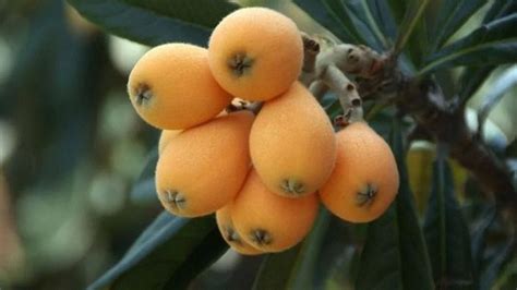 Štruktúra listov a plodov mišpule japonskej