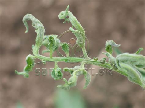 štruktúra rastliny rajčiaka