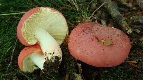 Detail chĺpkatého okraja klobúka rýdzika kravského