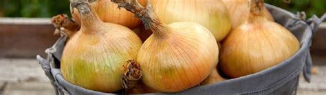 Ilustrácia cibule kuchynskej s detailmi rastu