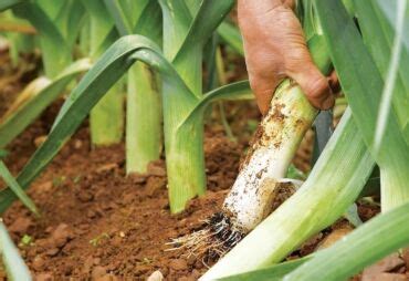 Fotografia póru počas rastu