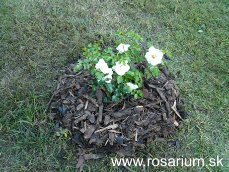 Rôzne druhy mulčovacej kôry a kamienkov