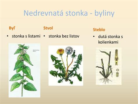 Ilustrácia rastliny cesnaku s vyznačenými časťami: korene, cibuľa, stonka, listy, kvetný stvol (paličiak)