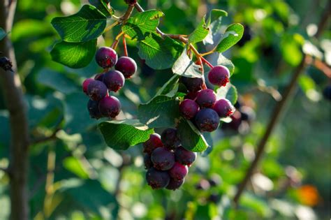 Fotografia muchovníka s plodmi