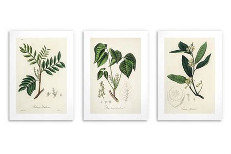 Historická ilustrácia yzopu lekárskeho z herbára