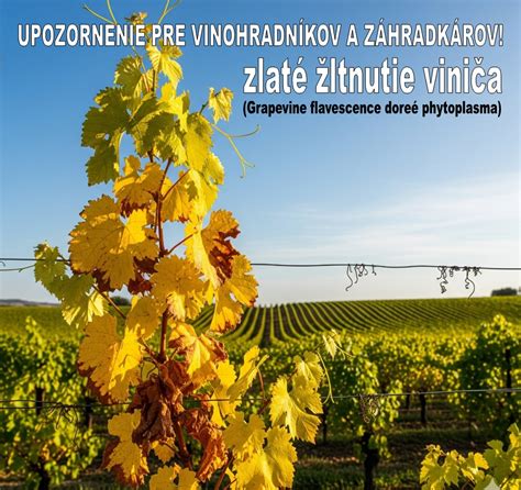 Schéma sadenia mladého viniča s popisom hĺbky a priemeru jamy