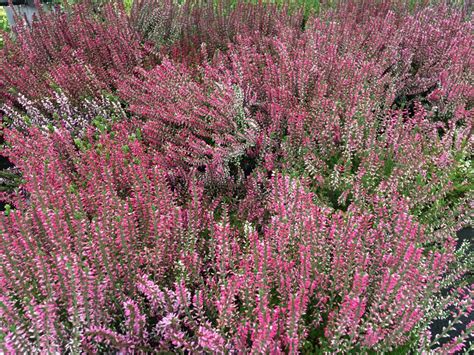 Vres obyčajný (Calluna vulgaris) v plnom kvete na vresovisku