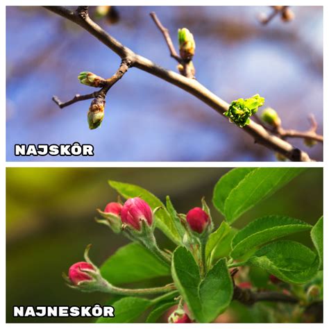 Jabloňové púčiky poškodené kvetovkou jabloňovou (zhnednuté a zvädnuté)