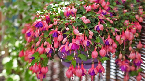 Nádherne rozkvitnutá fukzia na balkóne