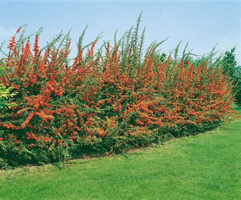 Hlohyňa (Pyracantha) ako hustý živý plot s farebnými bobuľami