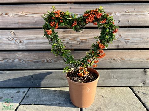 Bonsaj vytvorený z hlohyne (Pyracantha)