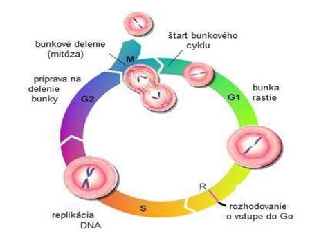 Schéma bunkového cyklu znázorňujúca interfázu (G1, S, G2) a mitotickú fázu (M-fáza)
