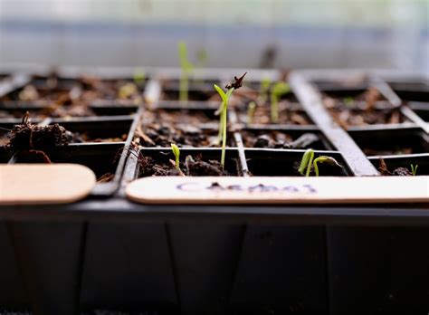 záhradník vysievajúci semená v interiéri