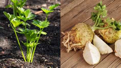 priesady zeleru so skrátenými korienkami