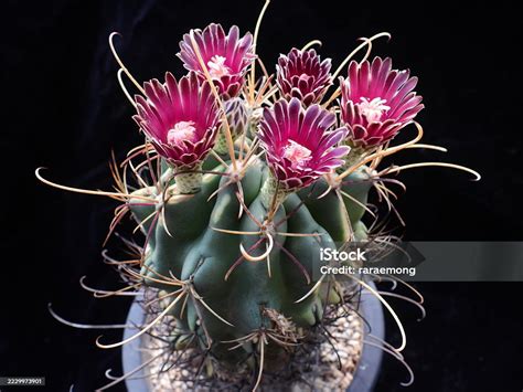 Tematická fotografia kaktusu Ancistrocactus uncinatus s kvetom