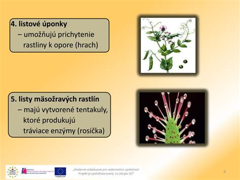 Infografika zobrazujúca príklady vegetatívnych orgánov: cibuľa, hľuza zemiaka, podzemok a poplazy jahody