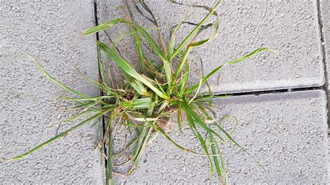 ilustračné foto kvitnúcej buriny v záhrade