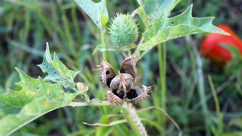 fotografia kvitnúceho durmanu obyčajného