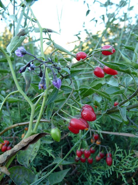fotografia kvitnúceho ľuľka čierneho a jeho plodov