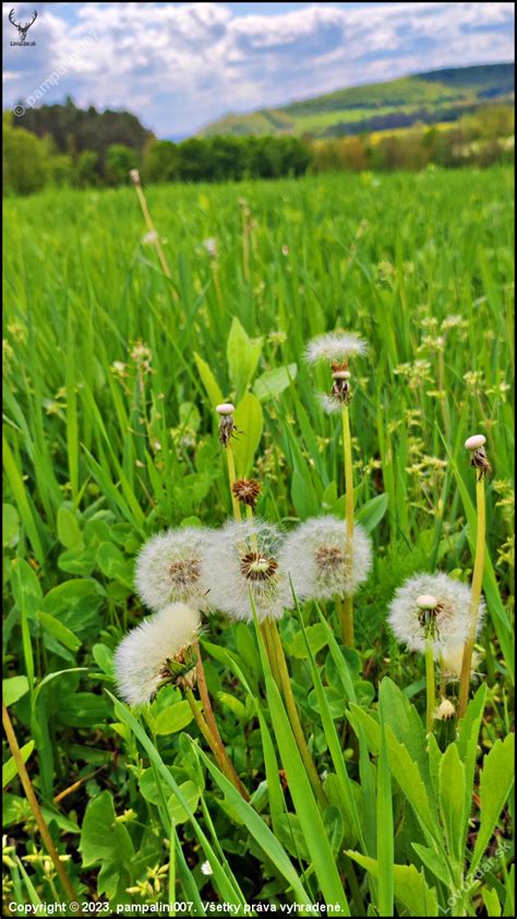 fotografia kvitnúcej púpavy