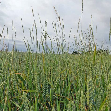 fotografia pýru plazivého