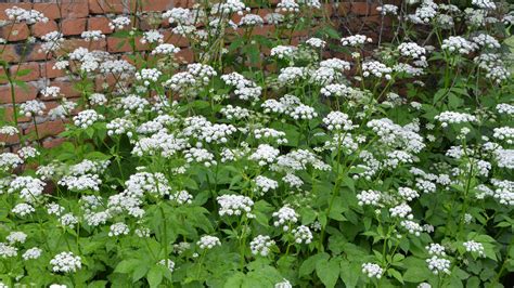 fotografia bršlice koziej nohy s bielymi kvetmi