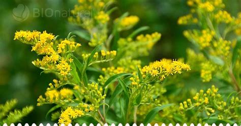 fotografia kvitnúcej zlatobyle