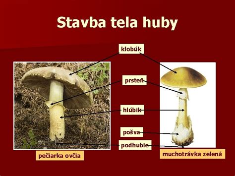 ilustrácia: porovnanie znakov jedlých a jedovatých húb (klobúk, hlúbik, pošva, rúrky vs. lupene)