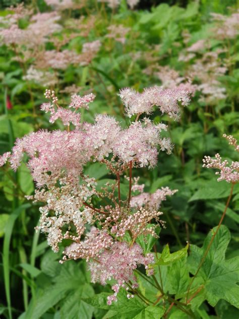 Detailná schéma listu Filipendula palmata s dlanitým členenením a charakteristickým zúbkovaním