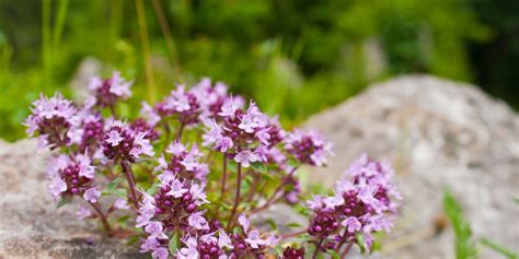 Ilustrácia rastliny materina dúška s drobnými fialovými kvetmi