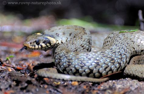 Detailná fotografia užovky obojkovej s charakteristickým žltým obojkom za hlavou