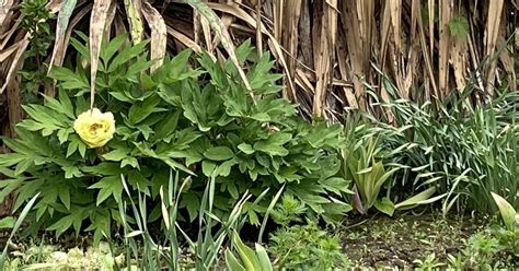 Ilustračná fotografia rôznych druhov burín rastúcich v záhrade