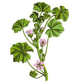 Detailná fotografia rastliny slez nebadaný s charakteristickými listami a kvetmi