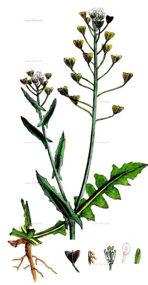 Ilustrácia rôznych jedlých burín, ako sú kapsička pastierska a bršlica