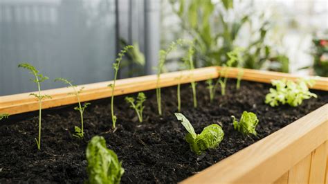 Ilustrácia hrobčekov na pestovanie koreňovej zeleniny