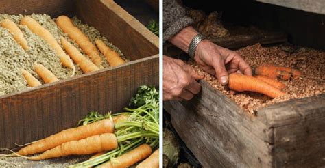 Skladovanie zozbieranej mrkvy v piesku