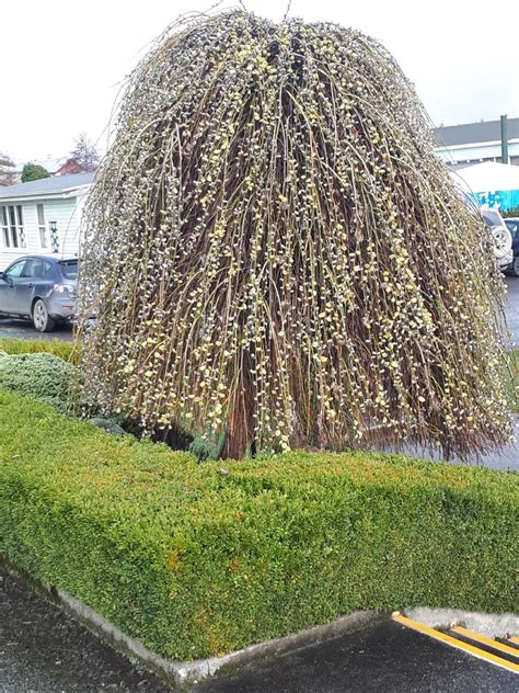 Tematické foto: Vŕba rakytová (Salix caprea) „Pendula“ s previsnutými konármi a jahňadami