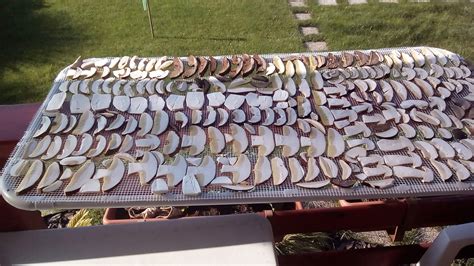 Infografika: Návod na sušenie húb (správna hrúbka plátkov, rôzne metódy)