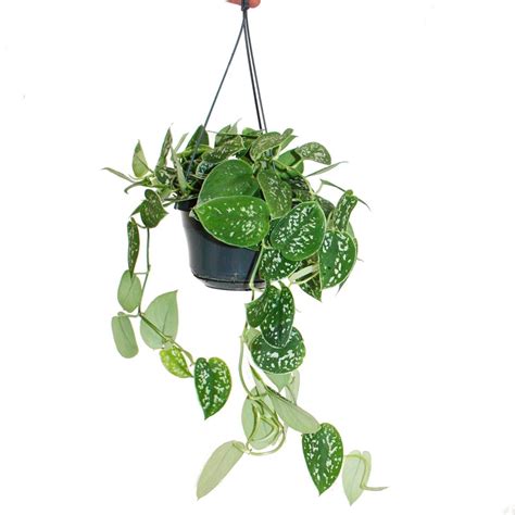 Obrázok surfínií v závesnom koši, demonštrujúci ich previsnutý rast.