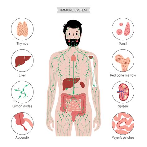 Infografika znázorňujúca hlavné účinky goji na ľudské orgány (pečeň, oči, imunitný systém)