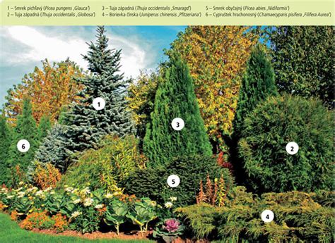 Schéma rôznych tvarov tují: stĺpovité, kužeľovité a guľovité kultivary v záhradnom priestore