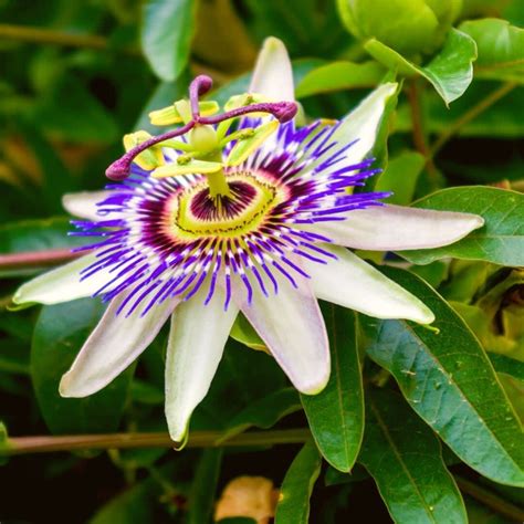 Detailný záber na exotický kvet mučenky belasej (Passiflora caerulea) s jej charakteristickou pakorunkou