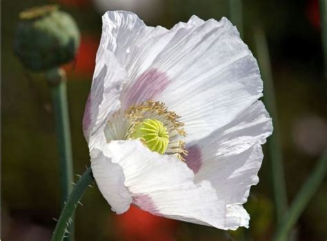 Štruktúra semena maku siateho a jeho zloženie